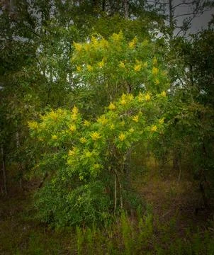Winged, shining, dwarf or flameleaf sumac - Rhus copallinum - green leaves .. Foto stock