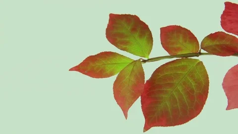 Winged spindle (Euonymus alatus) tree leaves Video stock 83235216