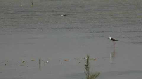 Winged stilt 스톡 동영상 723570