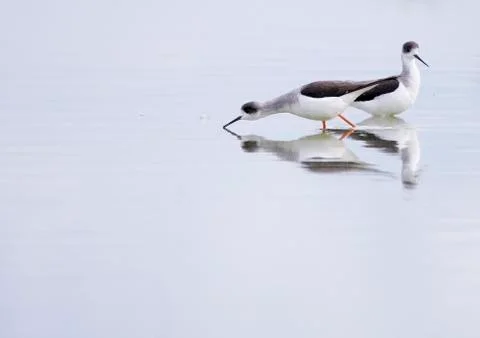Winged stilt Stock-Fotos