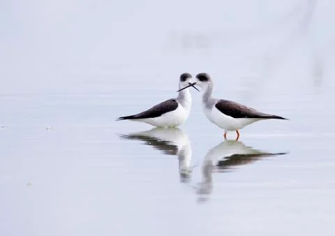Winged stilt Stock Photos