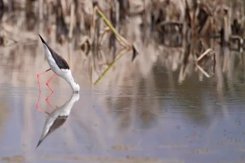 Winged stilt Stock-Fotos