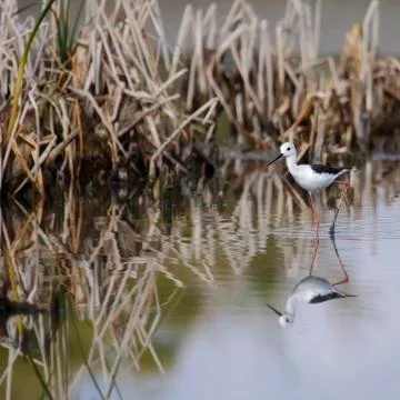 Winged stilt Stock Photos