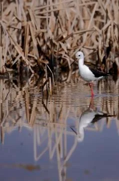 Winged stilt Stock Photos