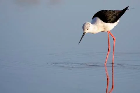 Winged stilt Stock Photos