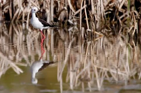 Winged stilt Stock Photos
