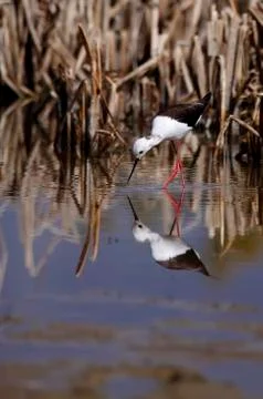 Winged stilt Stock Photos