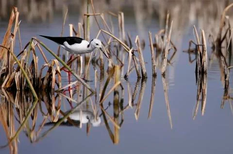 Winged stilt Stock Photos