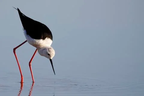 Winged stilt 스톡 사진