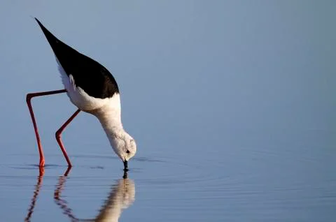 Winged stilt Stock Photos