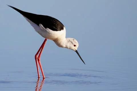 Winged stilt Stock Photos