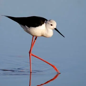 Winged stilt Stock Photos