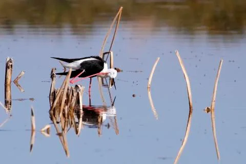 Winged stilt Stock Photos