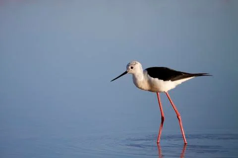 Winged stilt Stock Photos