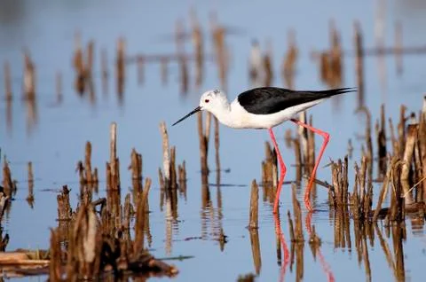 Winged stilt Stock Photos