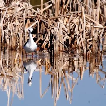 Winged stilt Stock Photos