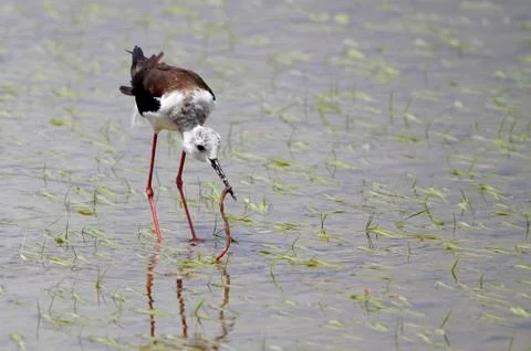 Winged stilt Stock Photos
