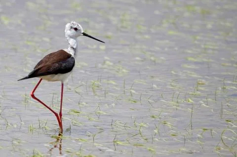 Winged stilt Stock Photos