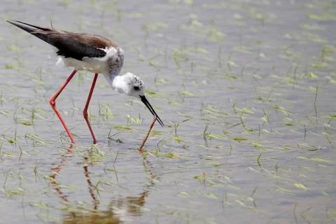 Winged stilt Stock Photos