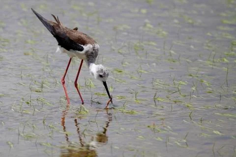 Winged stilt Stock Photos
