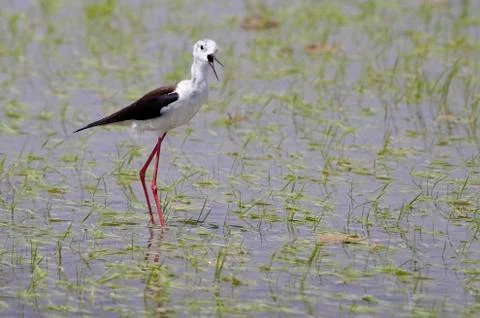 Winged stilt Stock Photos
