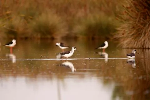 Winged stilt 스톡 사진