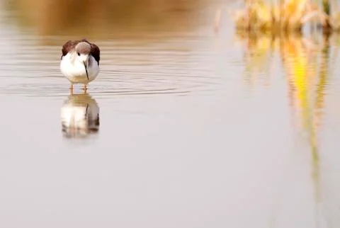 Winged stilt Stock-Fotos
