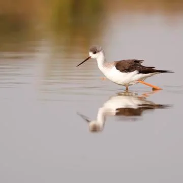 Winged stilt Stock Photos