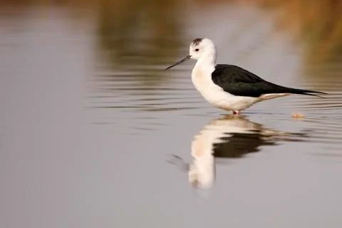 Winged stilt Foto stock