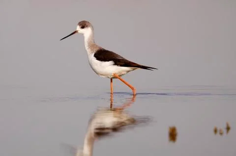 Winged stilt Stock Photos