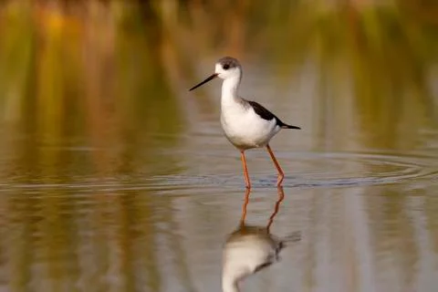 Winged stilt Stock Photos
