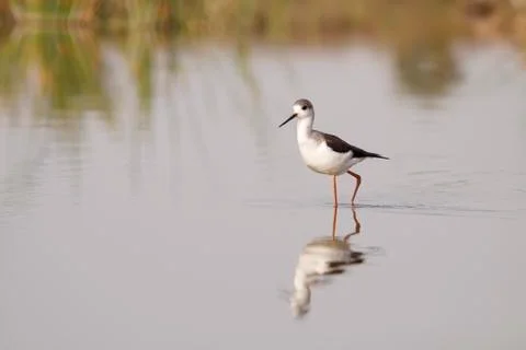 Winged stilt Stock Photos