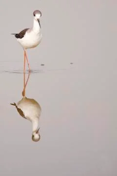 Winged stilt Stock Photos