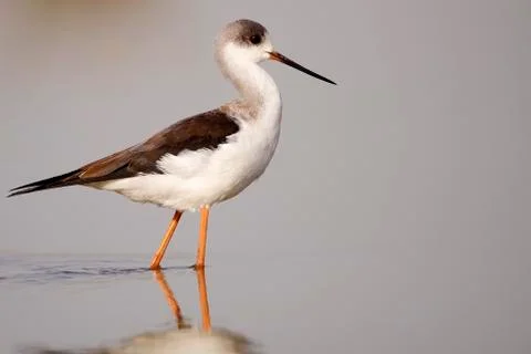 Winged stilt Stock Photos