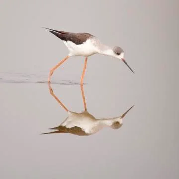 Winged stilt Stock Photos