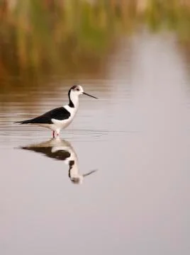 Winged stilt Stock Photos
