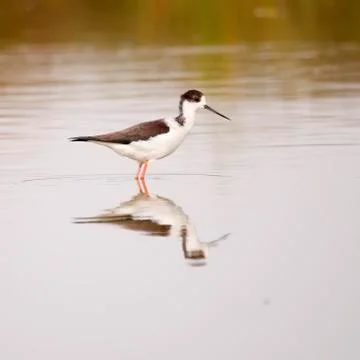 Winged stilt Stock Photos