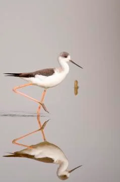 Winged stilt 스톡 사진