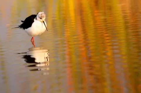 Winged stilt Stock Photos