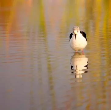 Winged stilt Stock Photos
