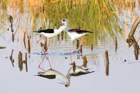 Winged stilt Stock Photos