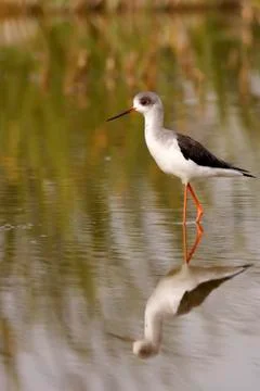 Winged stilt Stock Photos