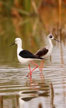 Winged stilt 스톡 사진