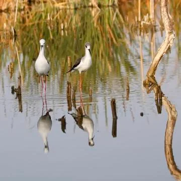 Winged stilt Foto stock