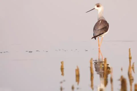 Winged stilt Stock Photos