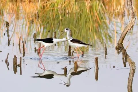 Winged stilt Stock Photos