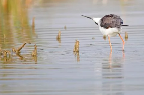Winged stilt Stock Photos