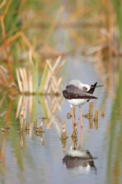 Winged stilt Stock Photos