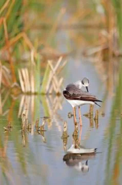 Winged stilt Stock Photos