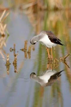 Winged stilt Stock Photos